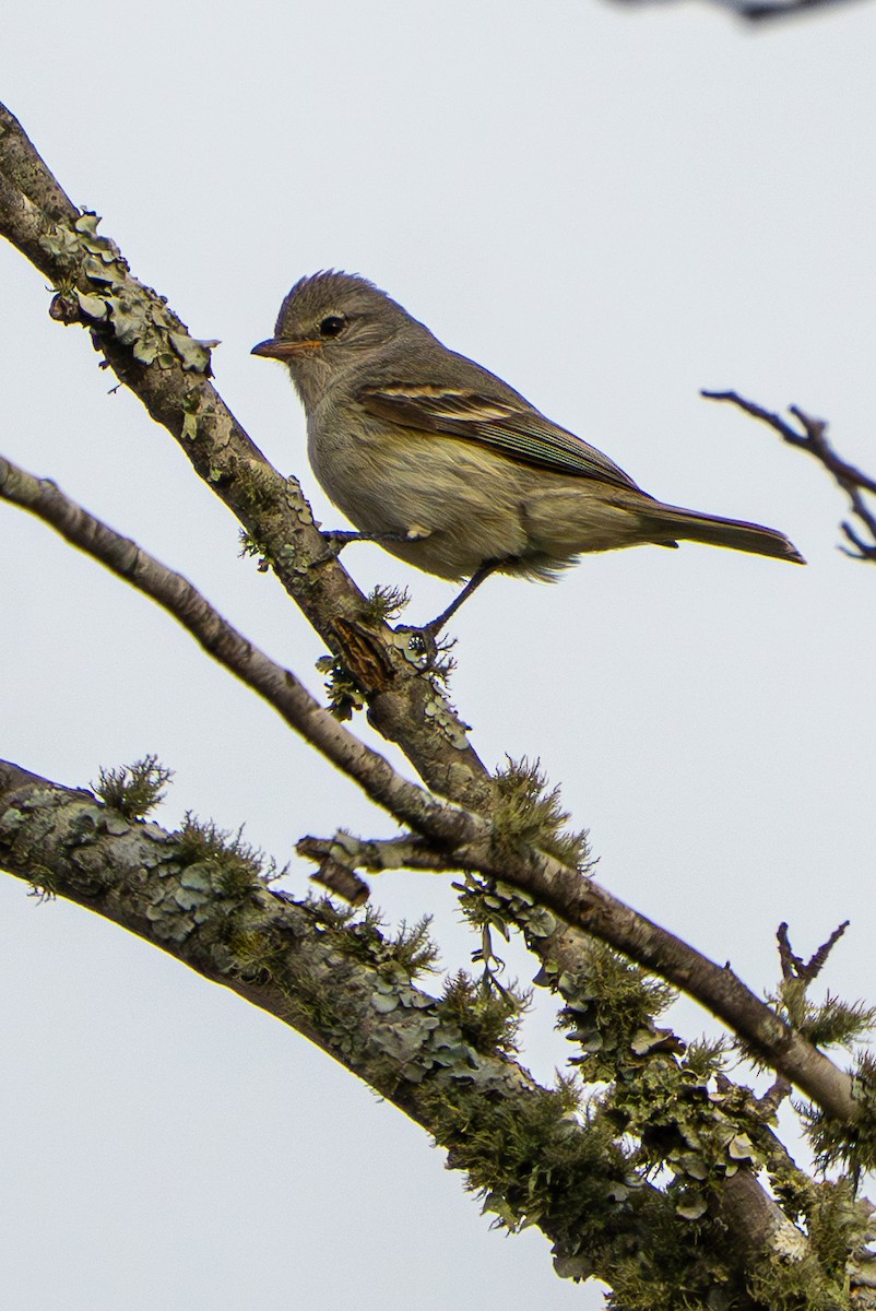 Southern Beardless-Tyrannulet - ML646570285
