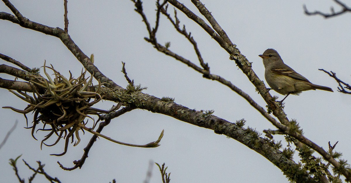 Southern Beardless-Tyrannulet - ML646570286