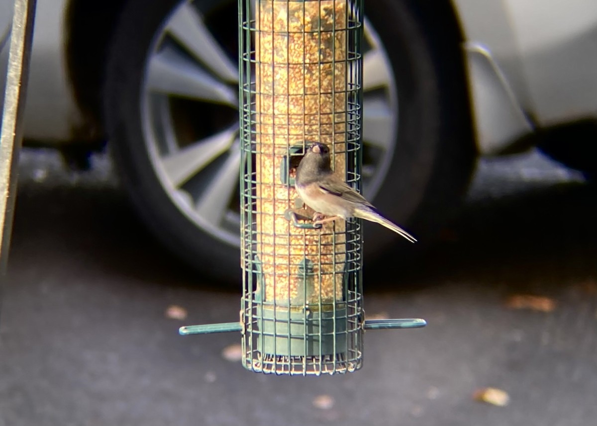 Dark-eyed Junco - ML646570287