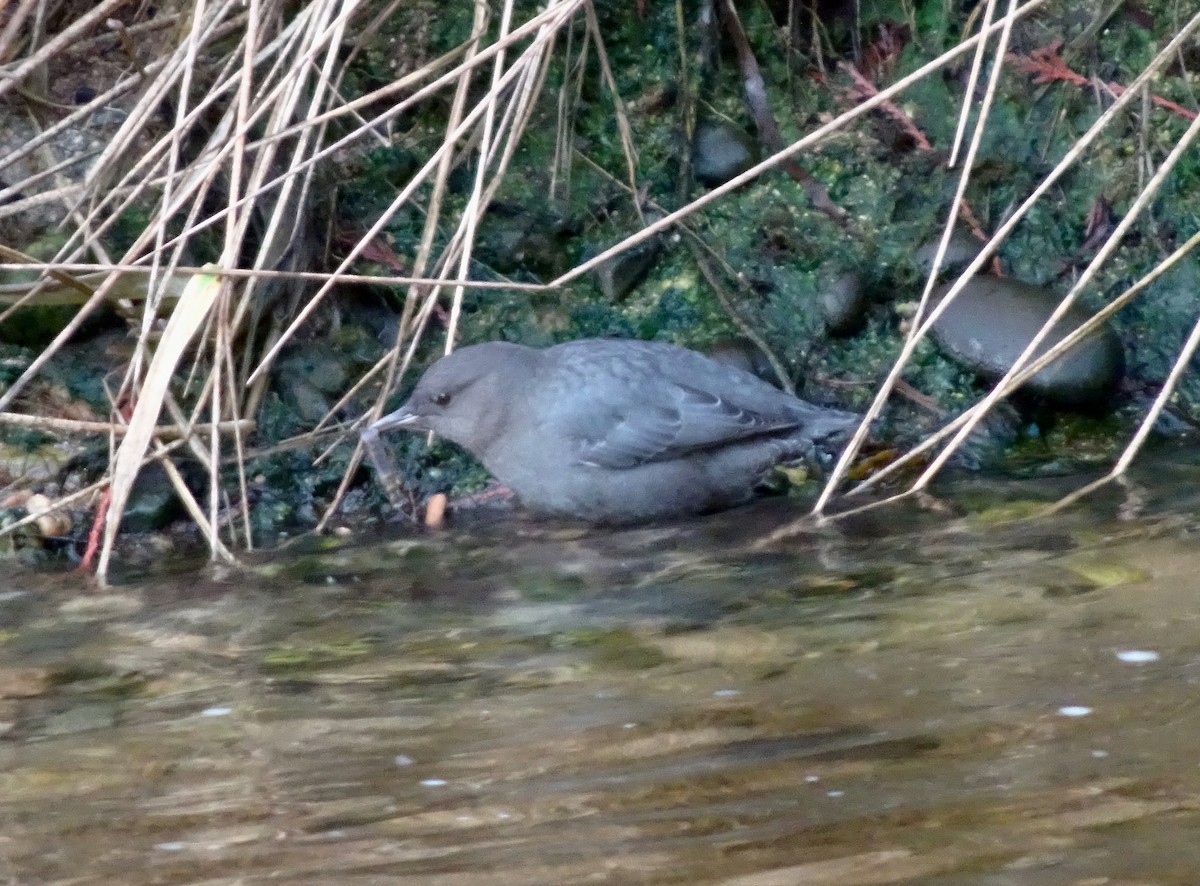 Ur-zozo iparramerikarra - ML646570288