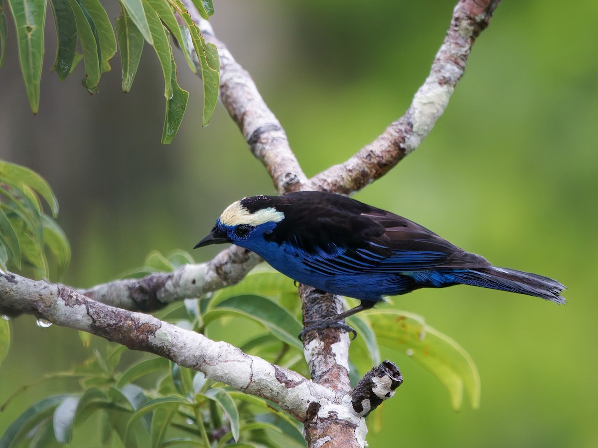 Opal-crowned Tanager - ML646570289