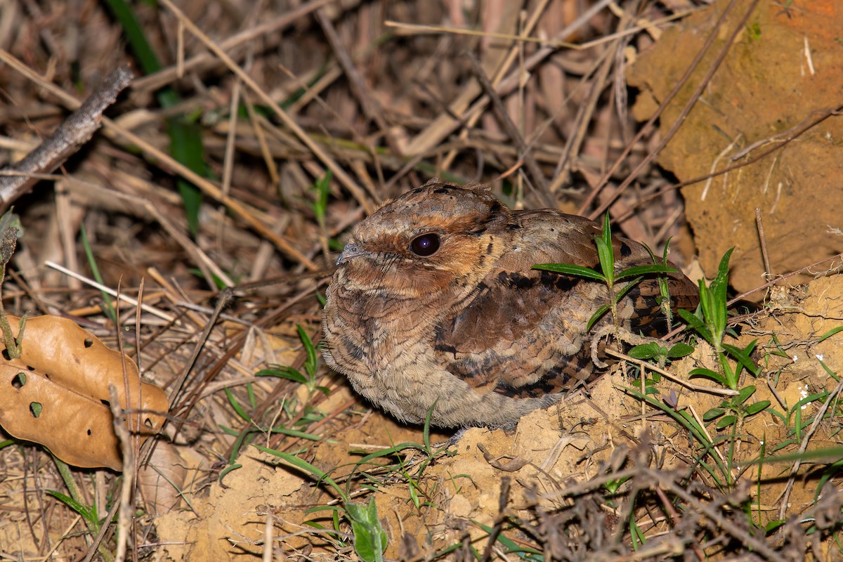 Common Pauraque - ML646570290