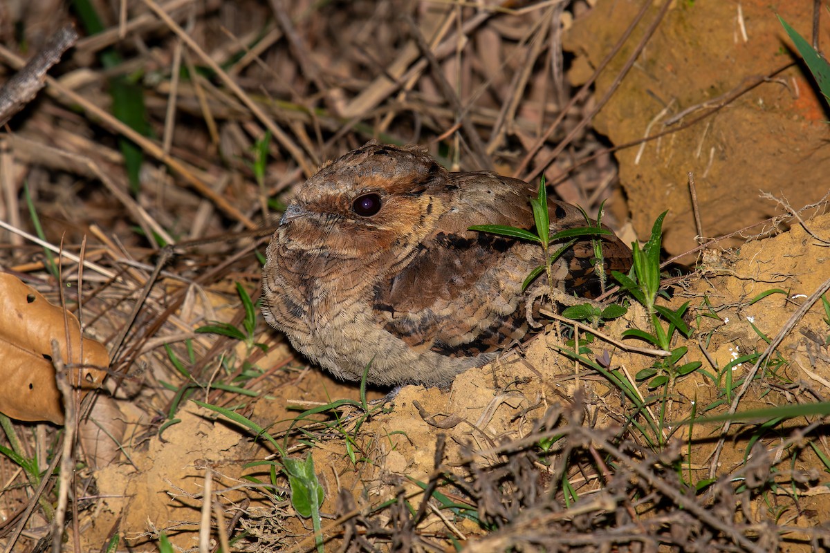 Common Pauraque - ML646570291