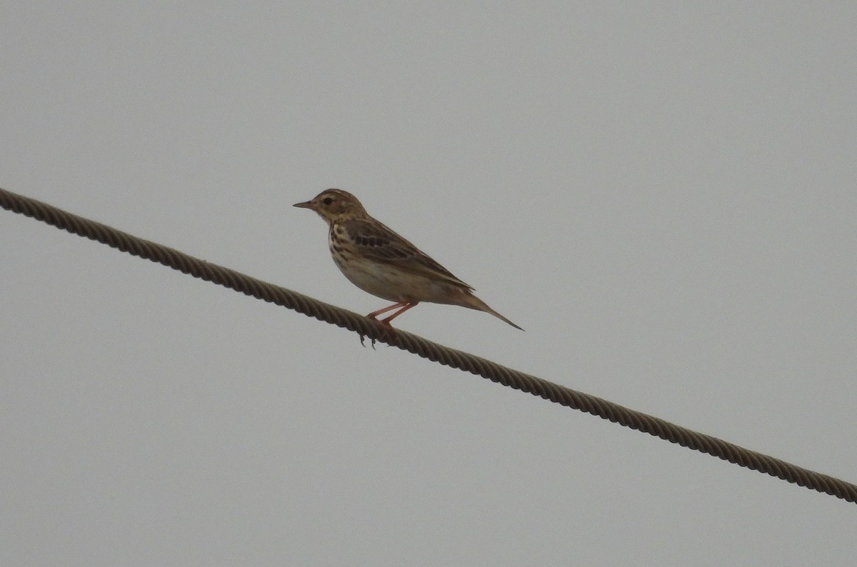Щеврик лісовий - ML646570292