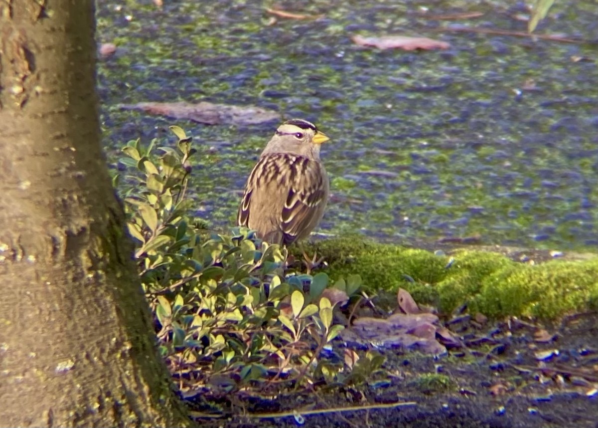 White-crowned Sparrow - ML646570293