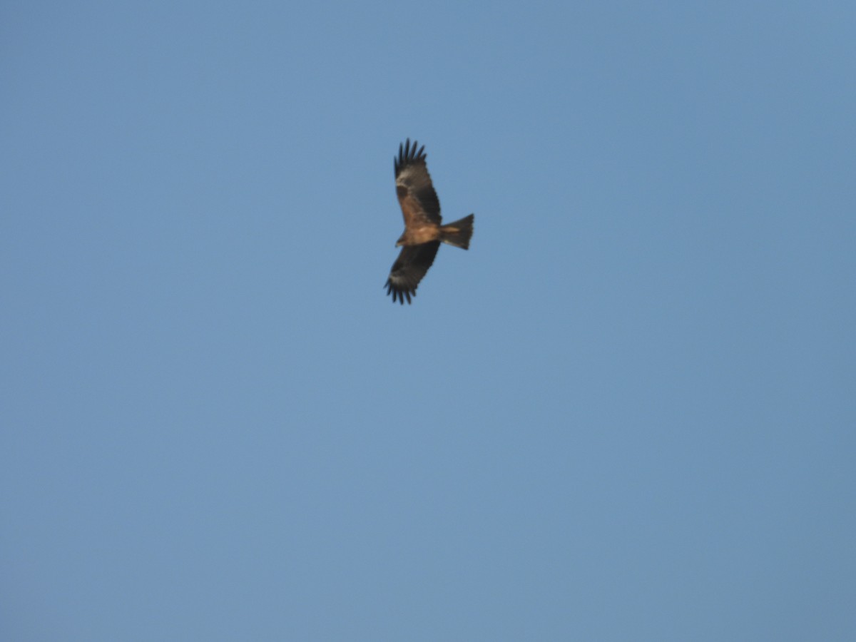 Black Kite - ML646570295