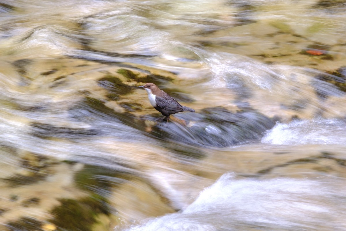 Mirlo Acuático Europeo - ML646570298