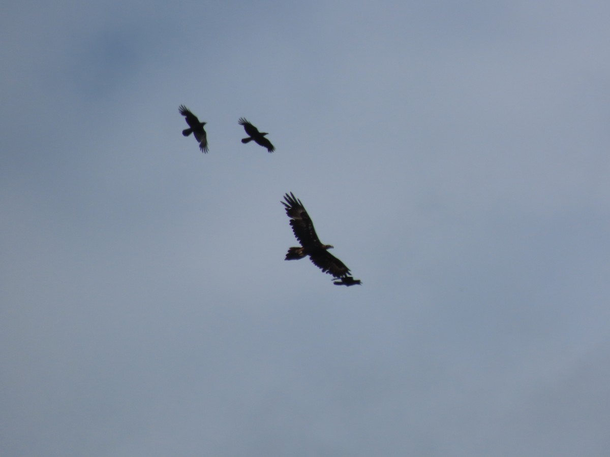 Wedge-tailed Eagle - ML646570299