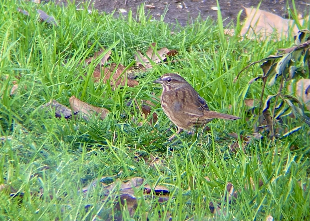 Song Sparrow - ML646570300