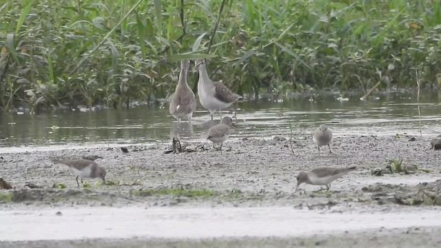 Коловодник болотяний - ML646570303