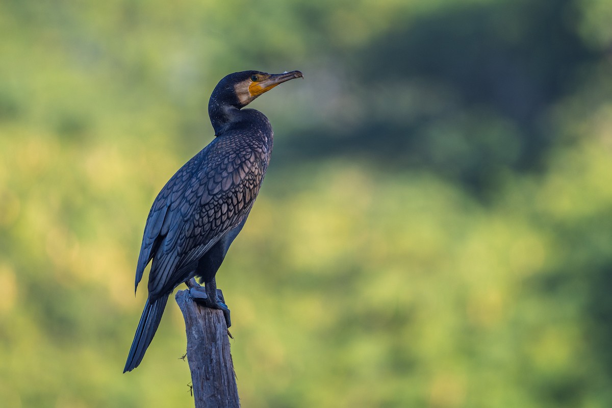 Great Cormorant - ML646570307