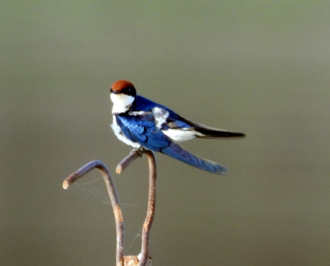 Wire-tailed Swallow - ML646570308
