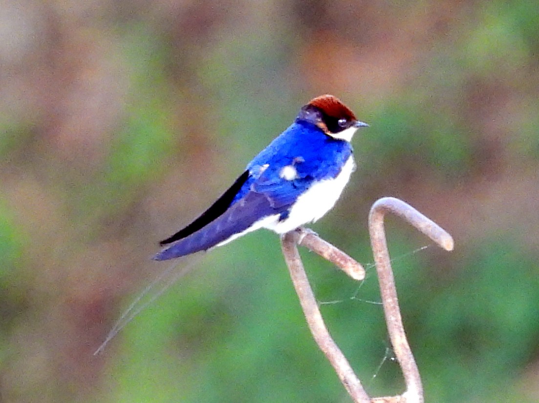 Wire-tailed Swallow - ML646570309