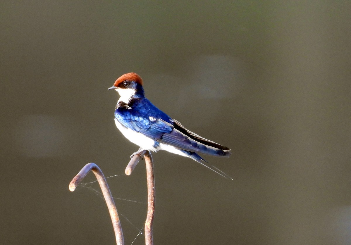 Wire-tailed Swallow - ML646570310