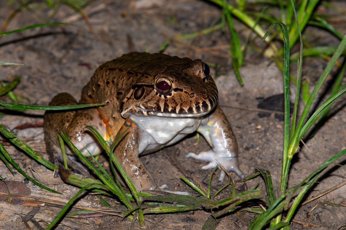בעלי חיים - ML646570312