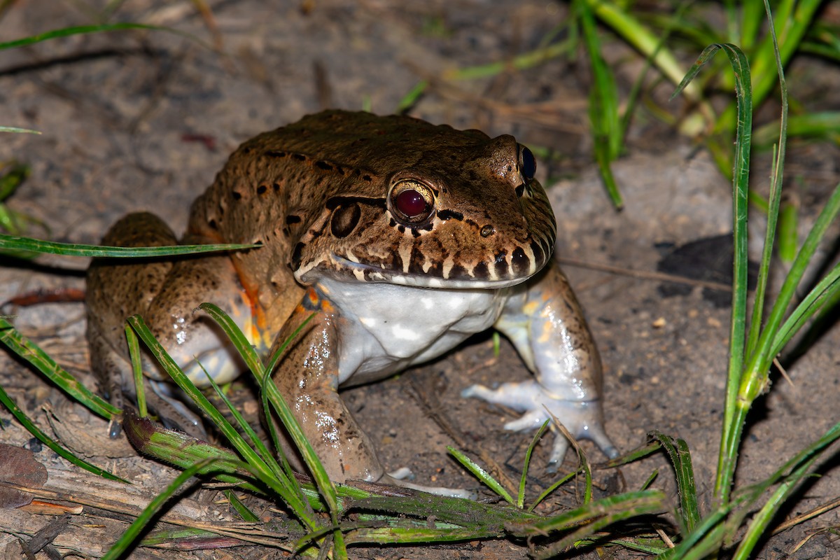 בעלי חיים - ML646570314