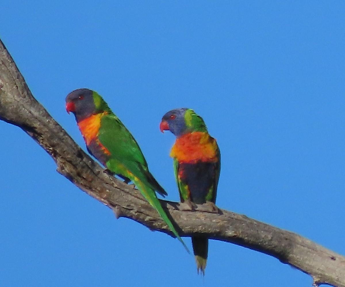 Rainbow Lorikeet - ML646570316
