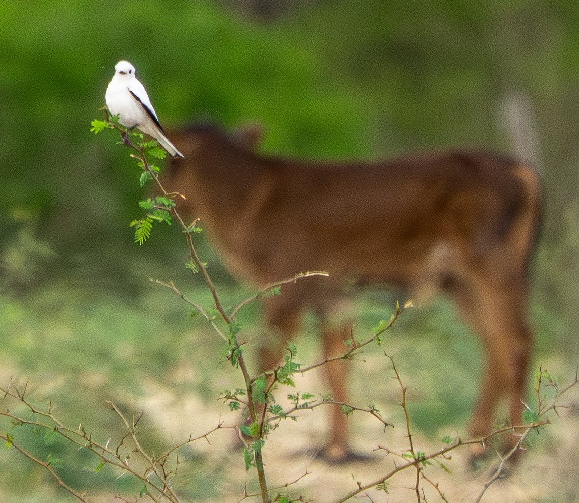 White Monjita - ML646570317