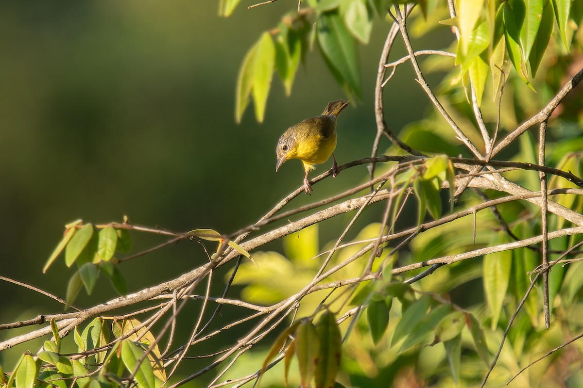 Southern Yellowthroat - ML646570318