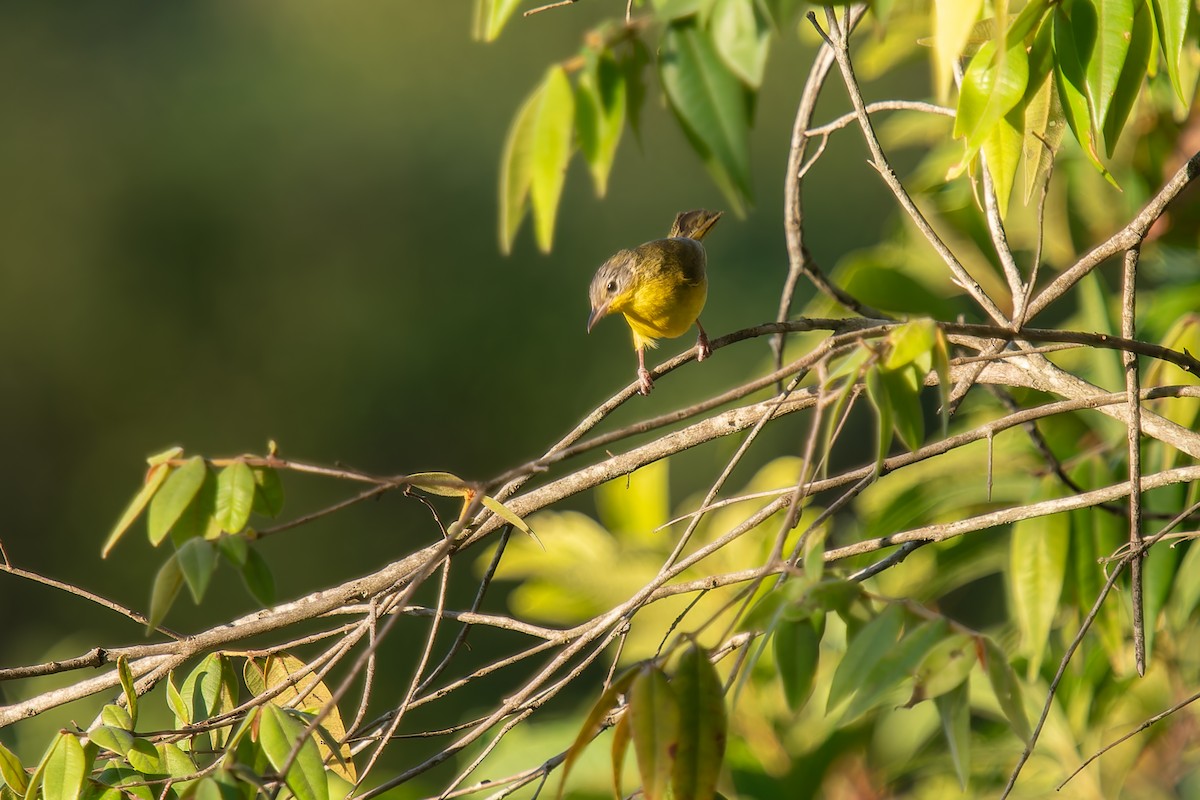 Southern Yellowthroat - ML646570319
