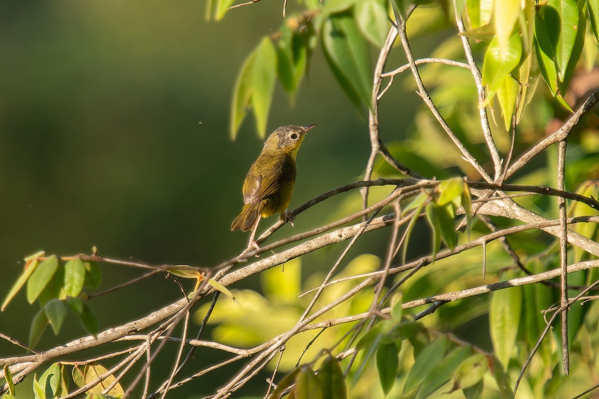 Southern Yellowthroat - ML646570320