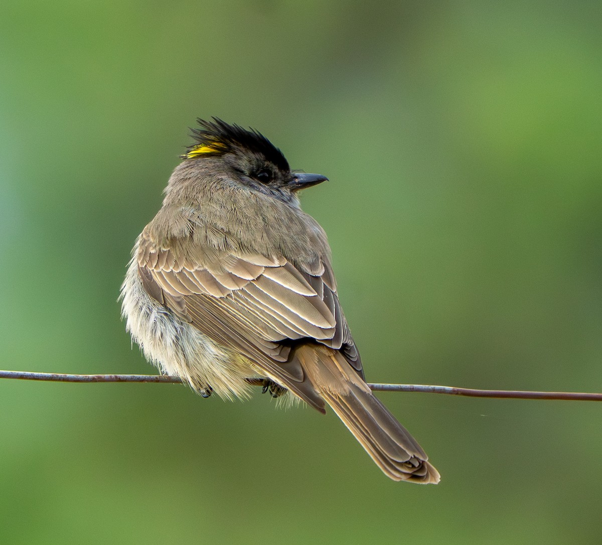 Crowned Slaty Flycatcher - ML646570342