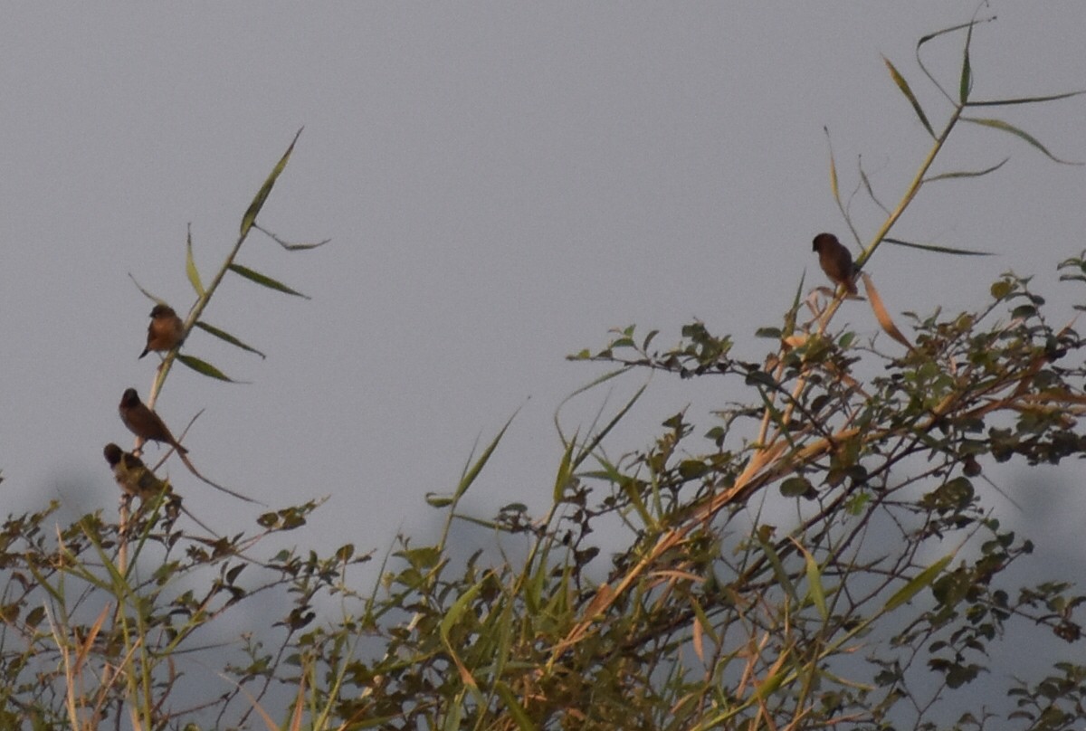 Scaly-breasted Munia - ML646570344