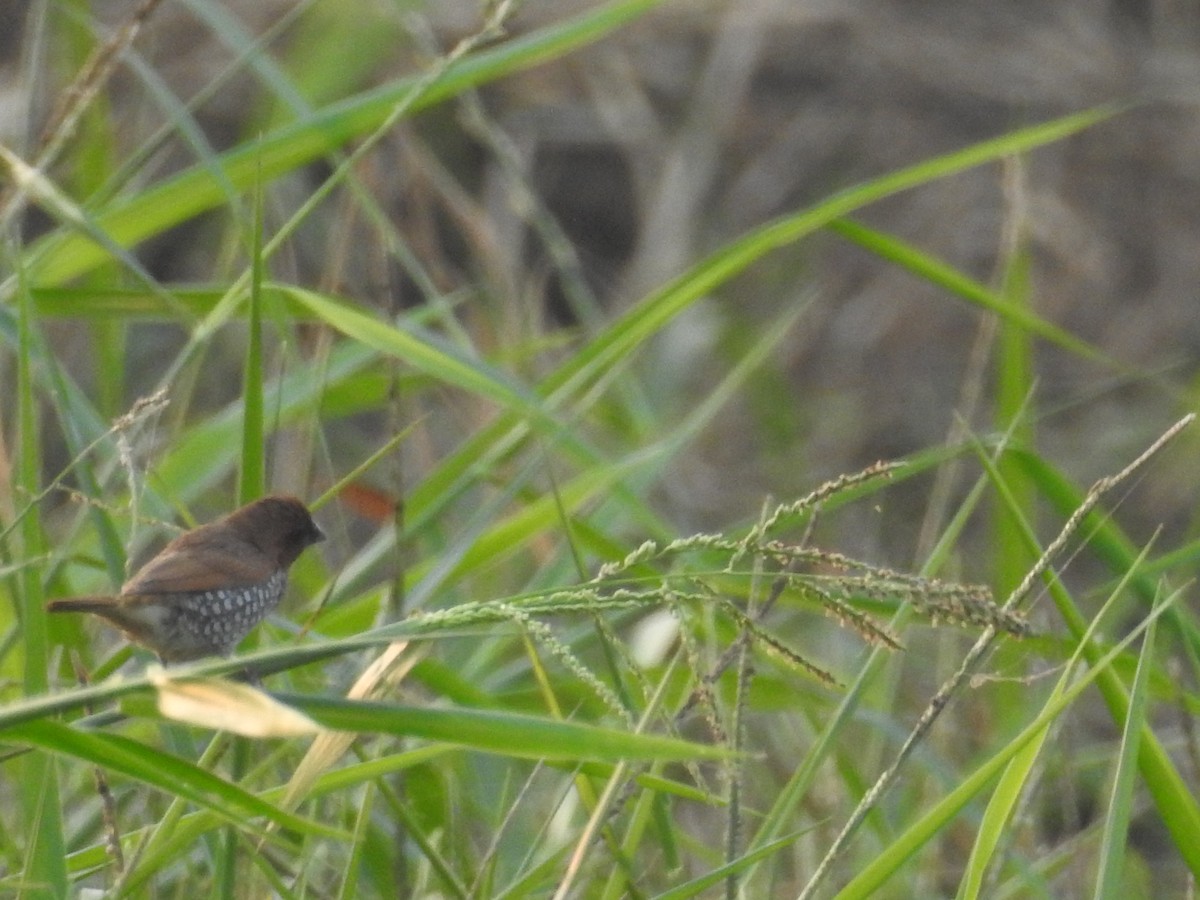 Scaly-breasted Munia - ML646570345