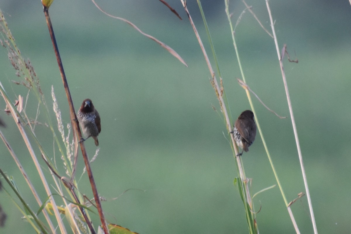 Scaly-breasted Munia - ML646570346