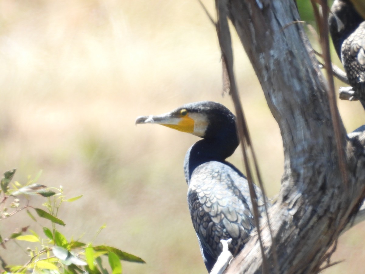 Cormorano - ML646570348