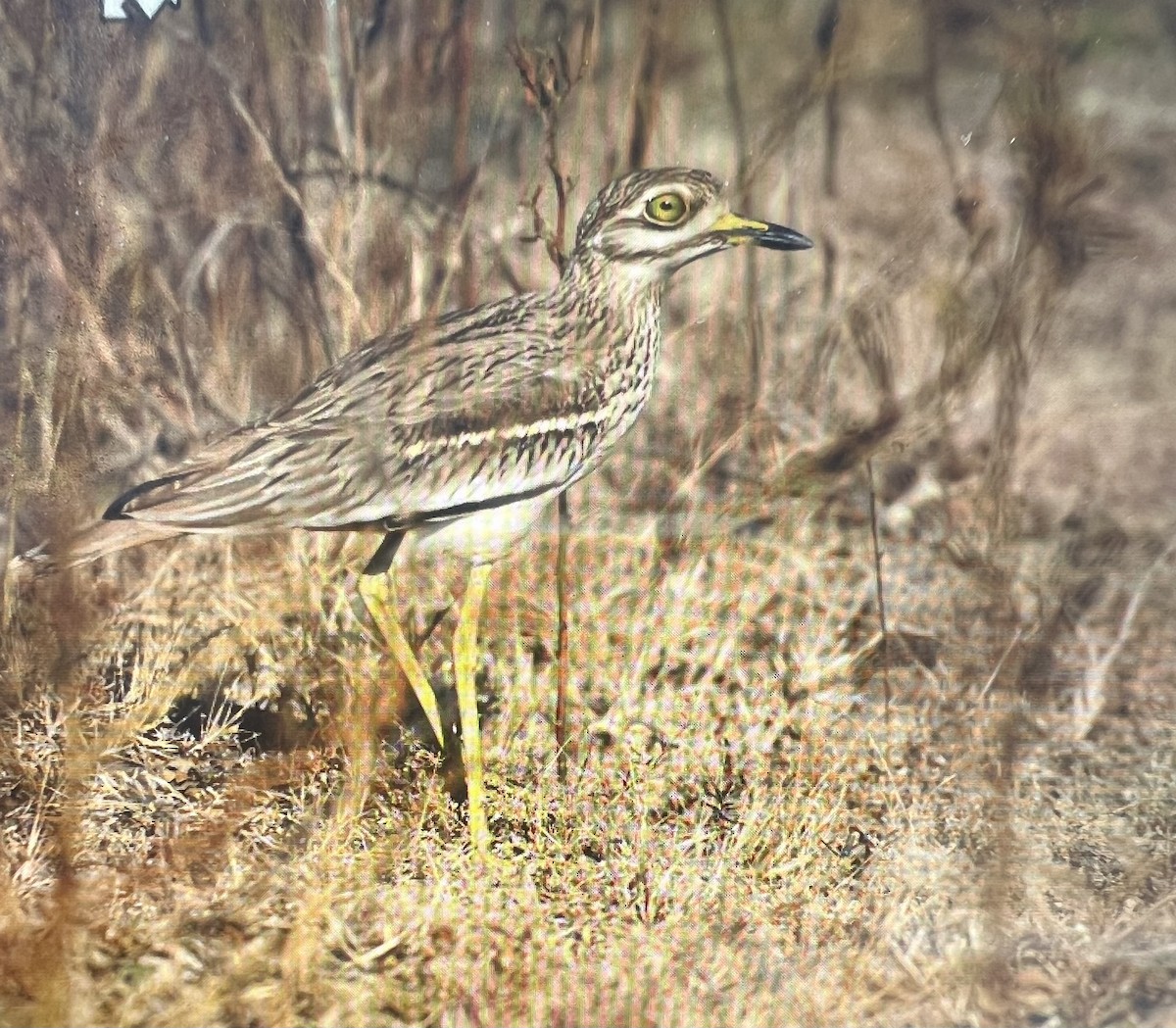 Indian Thick-knee - ML646570349