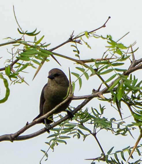 Grayish Baywing - ML646570351