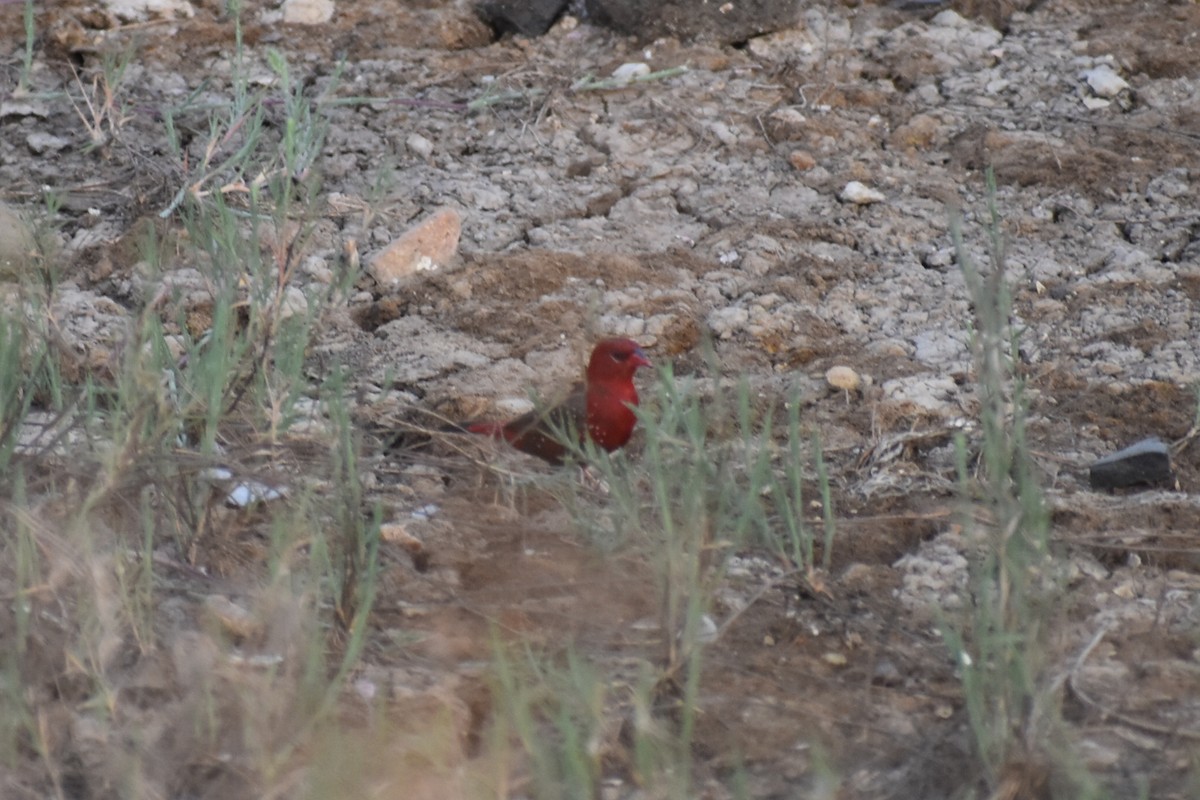 Red Avadavat - ML646570355