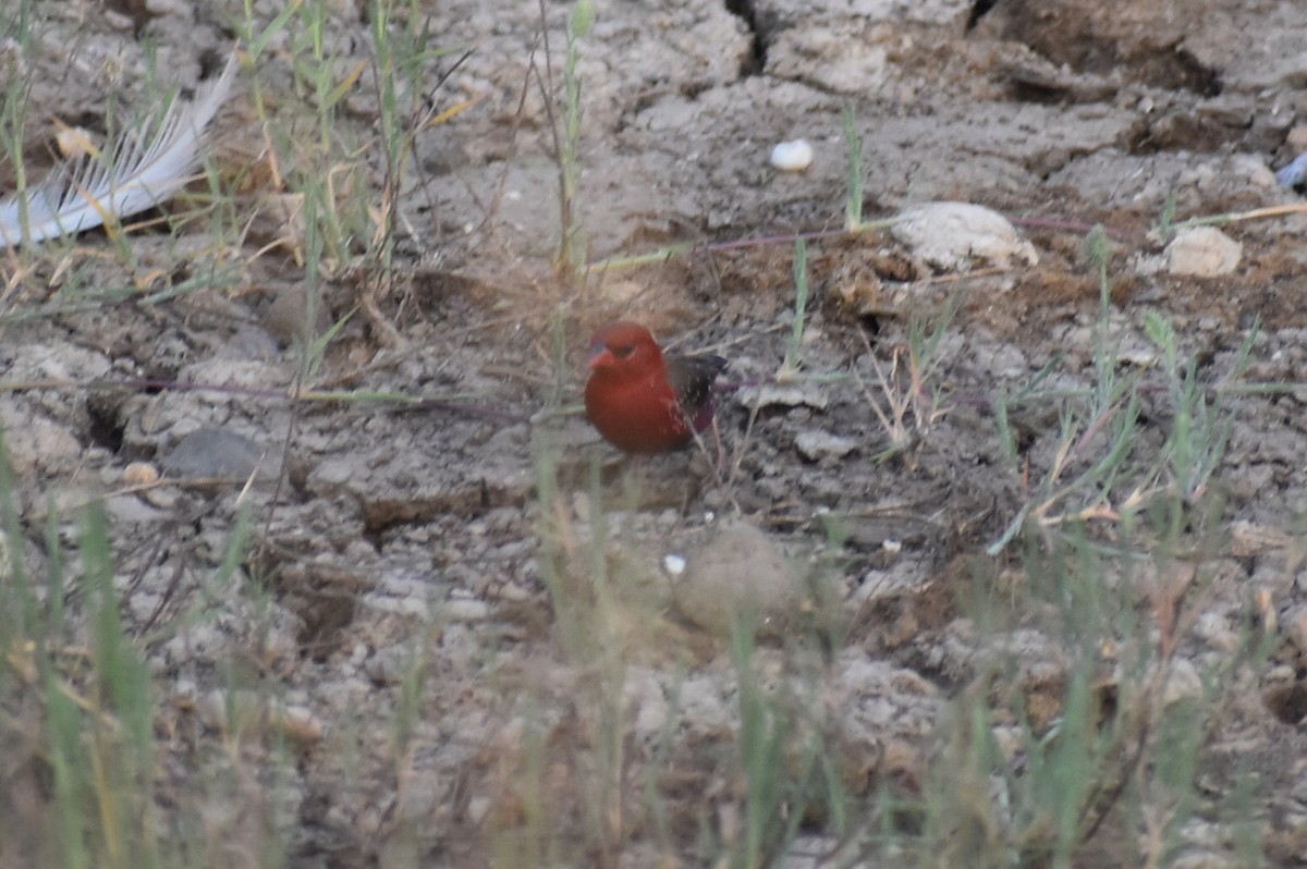 Red Avadavat - ML646570356