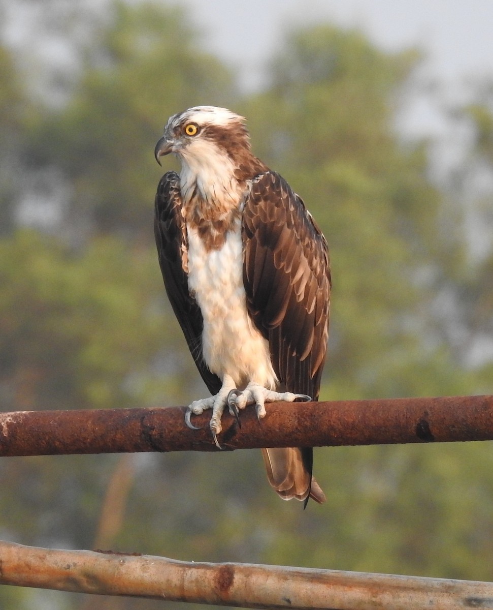 Osprey - ML646570357