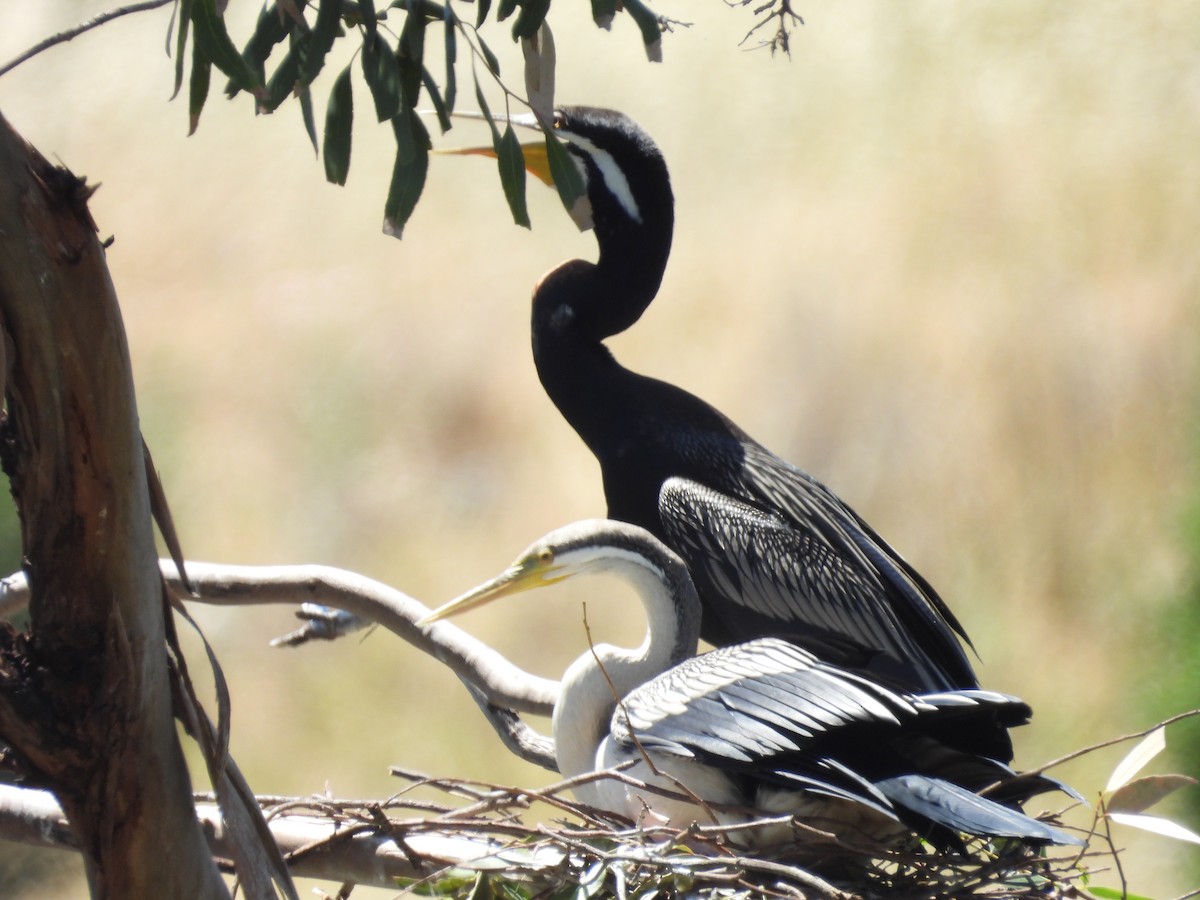 Australasian Darter - ML646570361