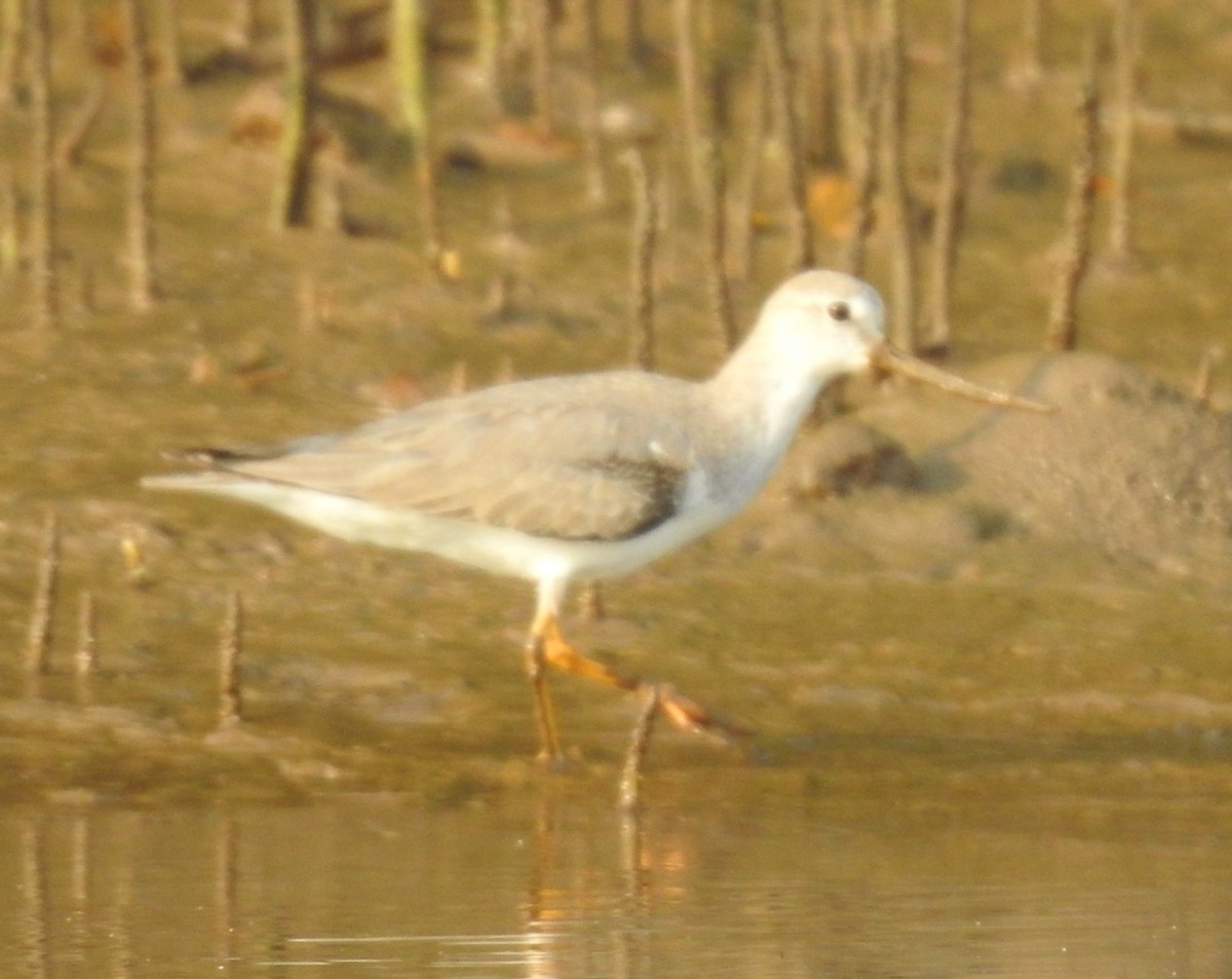 Мородунка - ML646570362