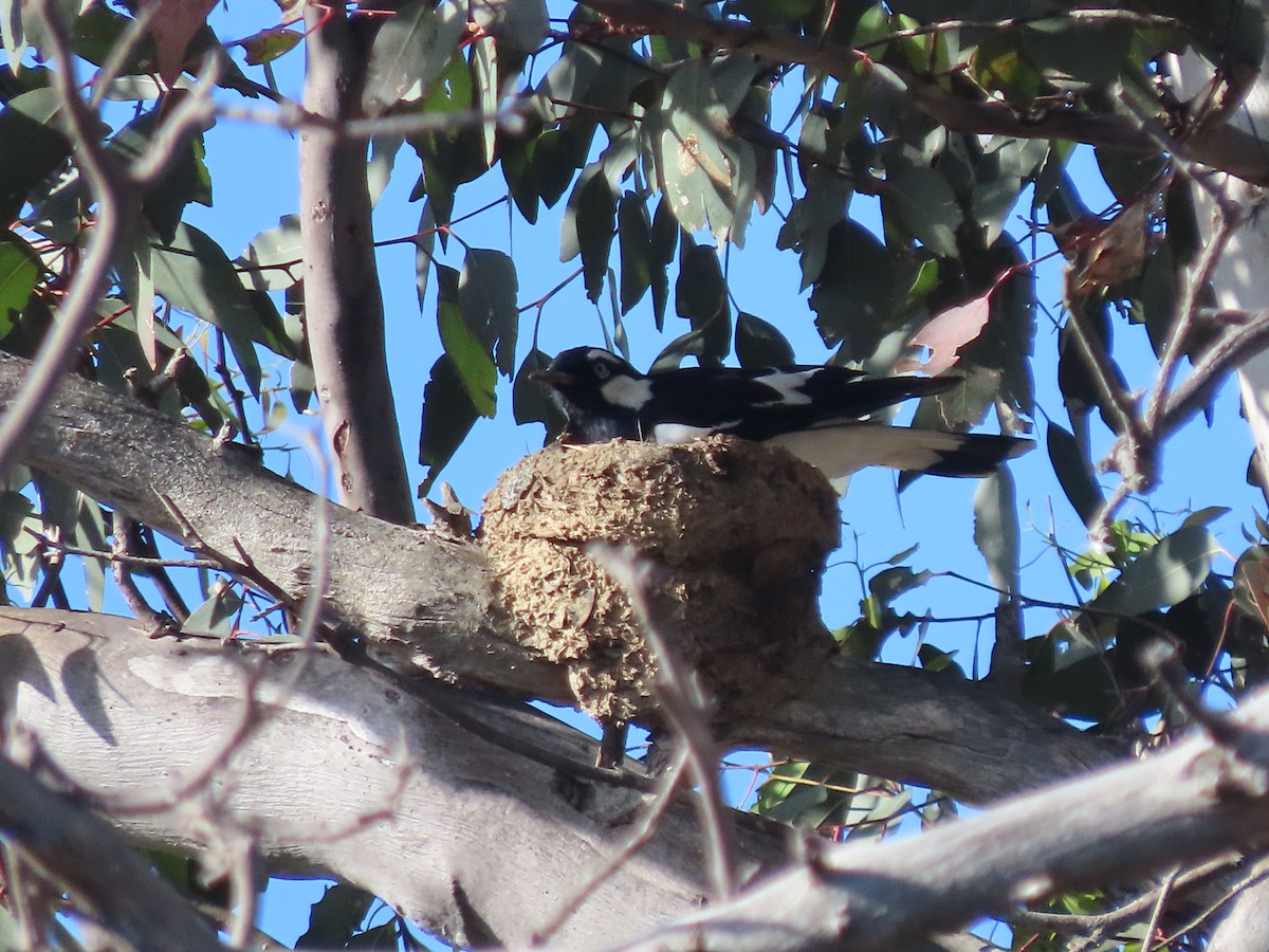 Magpie-lark - ML646570365