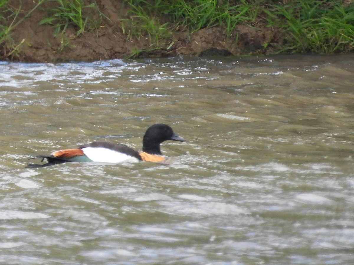 Australian Shelduck - ML646570366