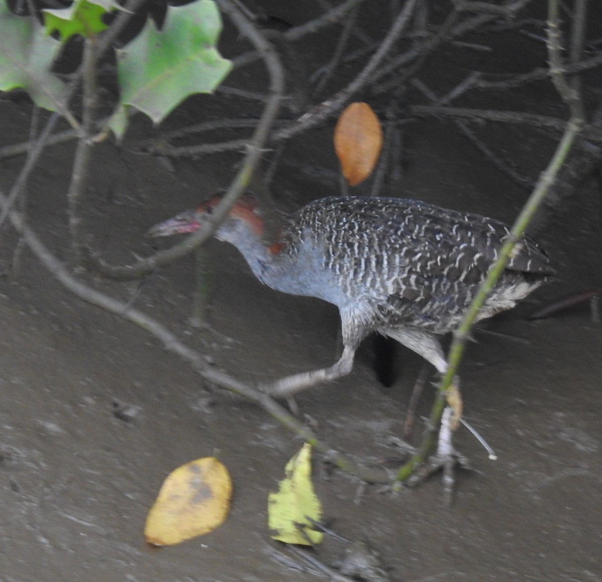 Slaty-breasted Rail - ML646570367