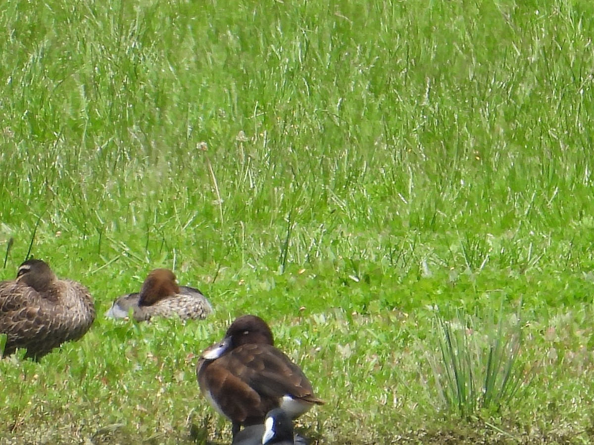 Hardhead - ML646570373