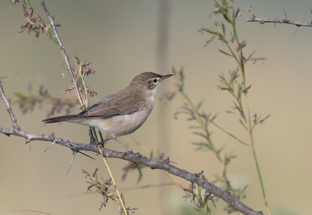 Sykes's Warbler - ML646570375