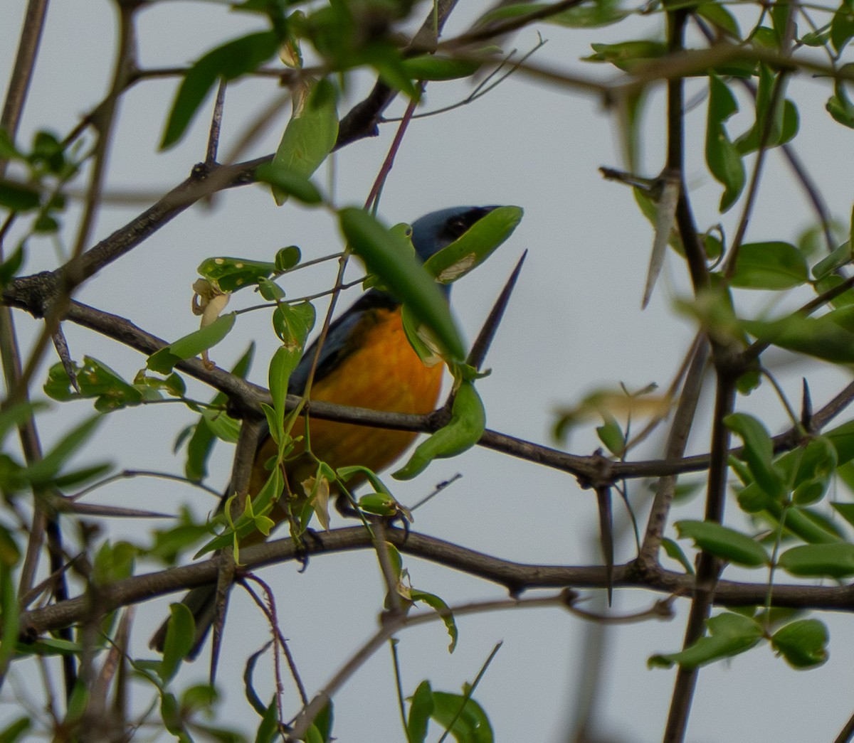 Blue-and-yellow Tanager - ML646570384