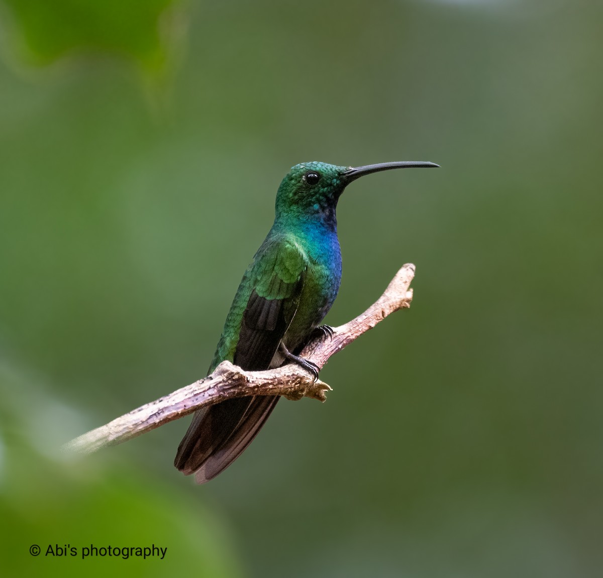 Зеленогрудый манго - ML646570386