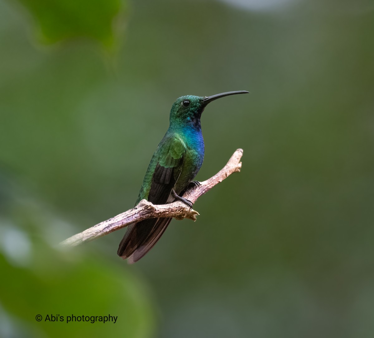 Зеленогрудый манго - ML646570387