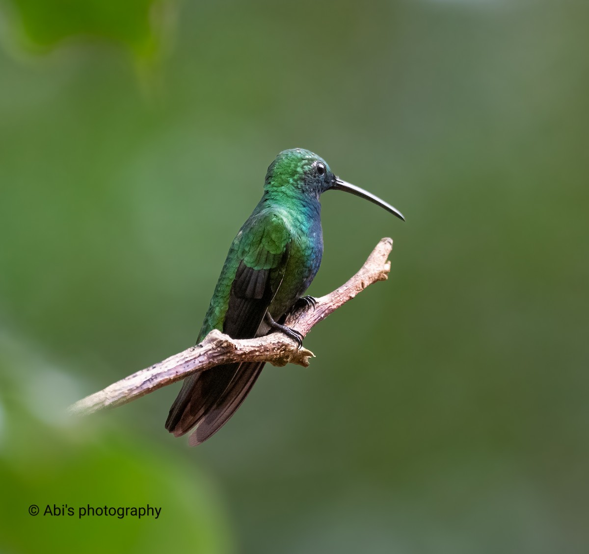 Зеленогрудый манго - ML646570388