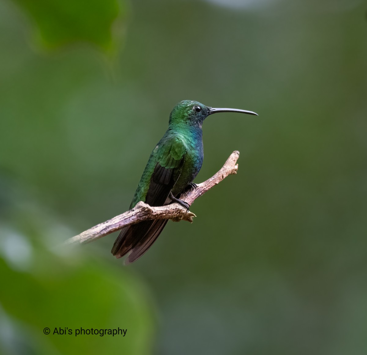 Зеленогрудый манго - ML646570389