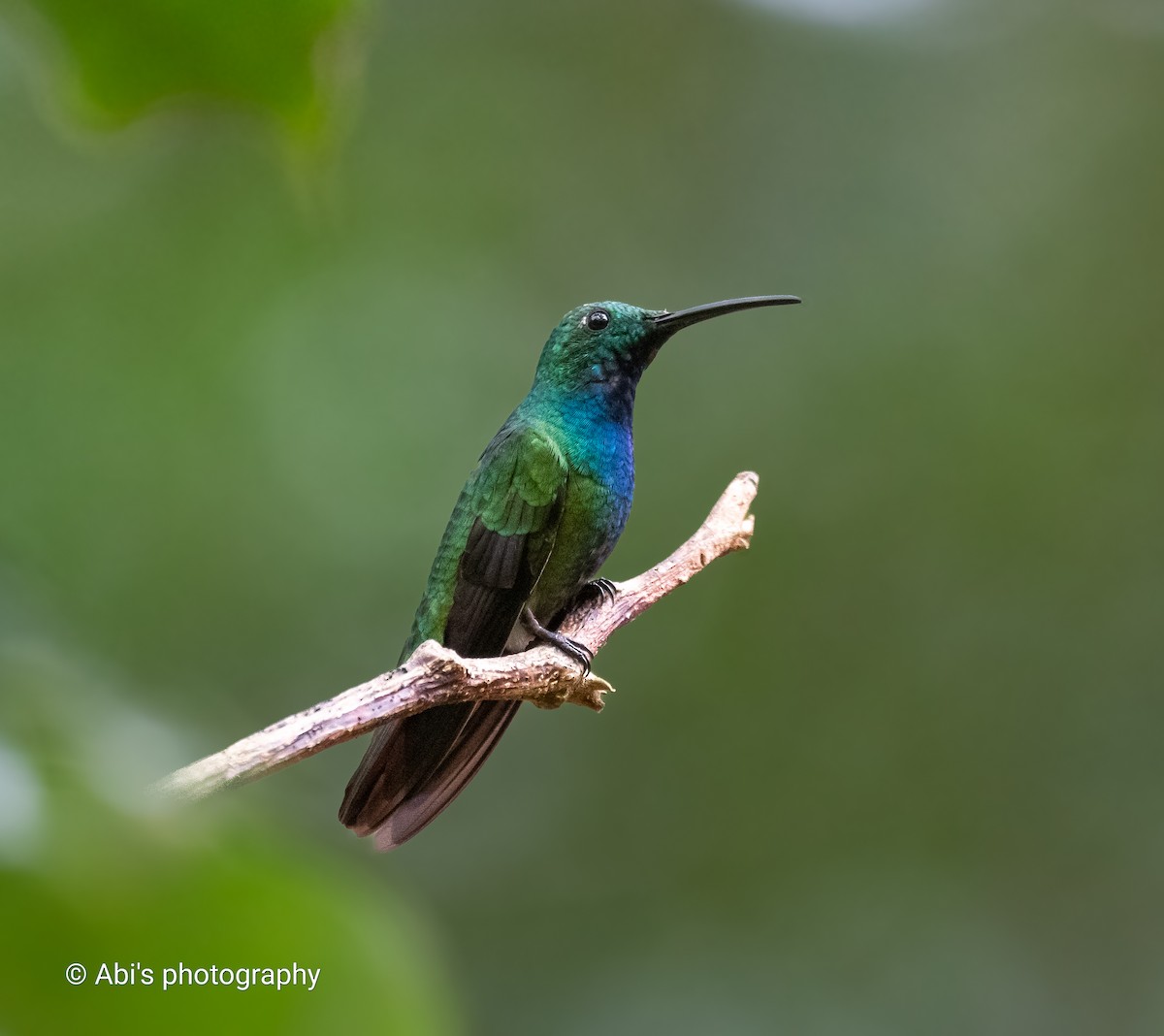 Зеленогрудый манго - ML646570390