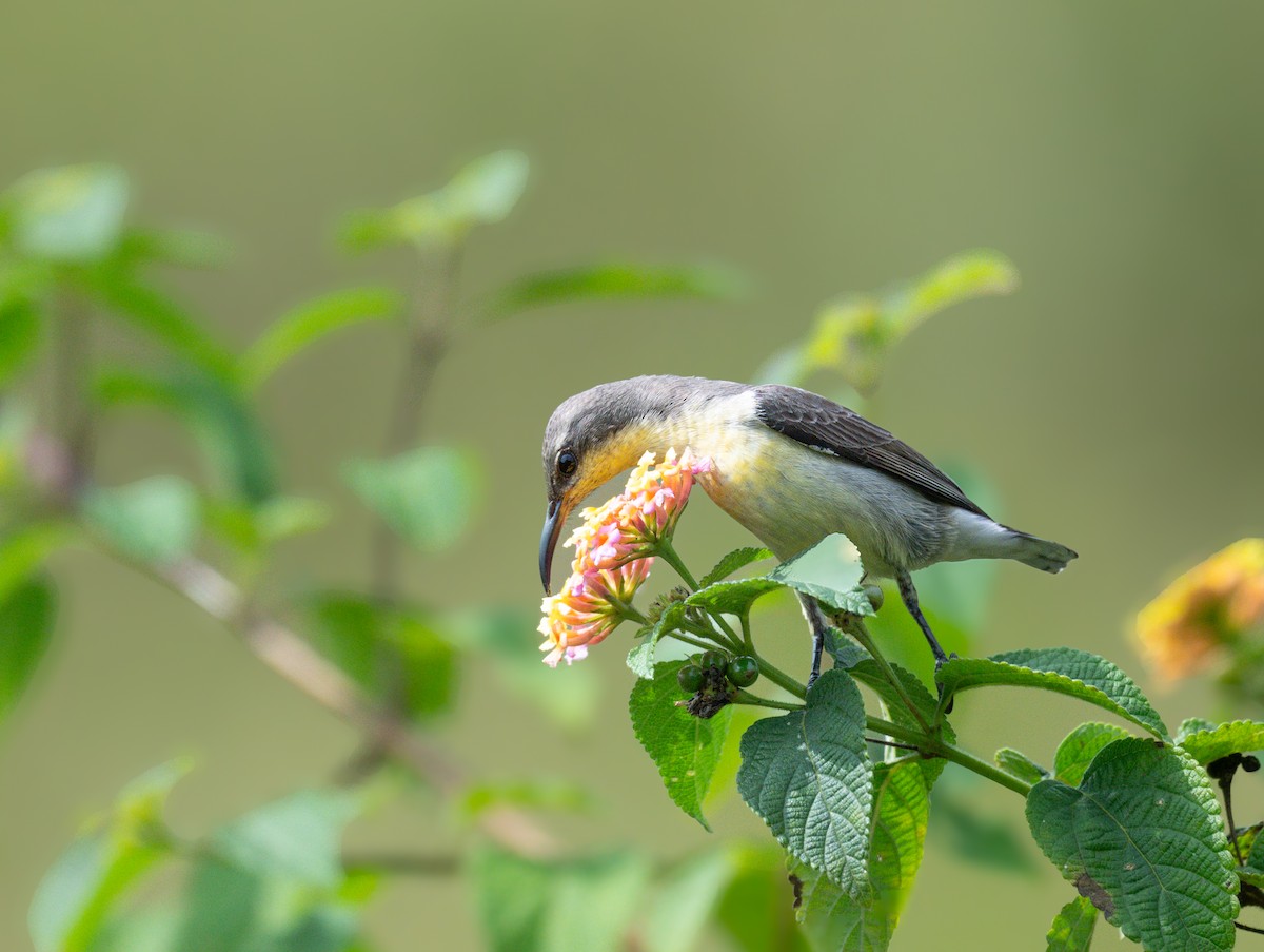 Purple Sunbird - ML646570392