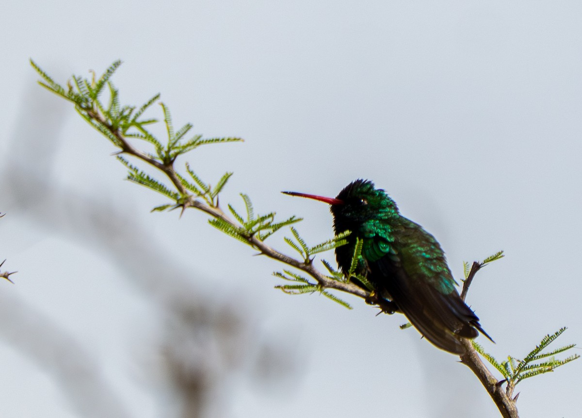 Glittering-bellied Emerald - ML646570396